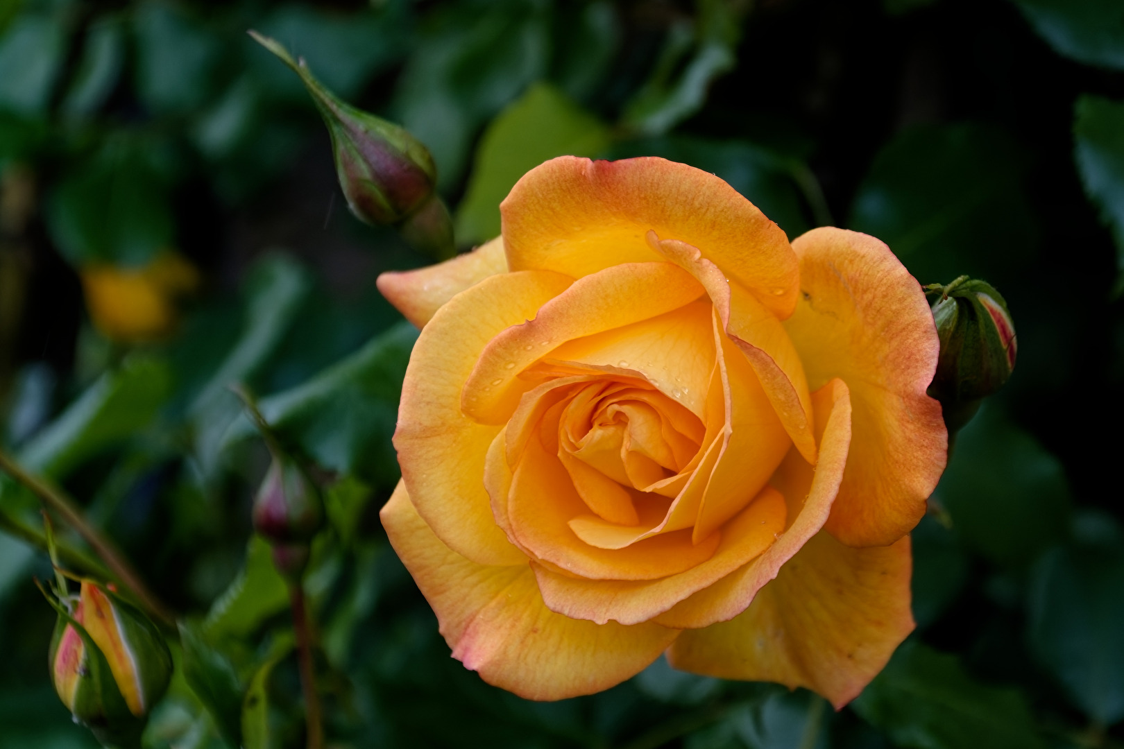 Rose