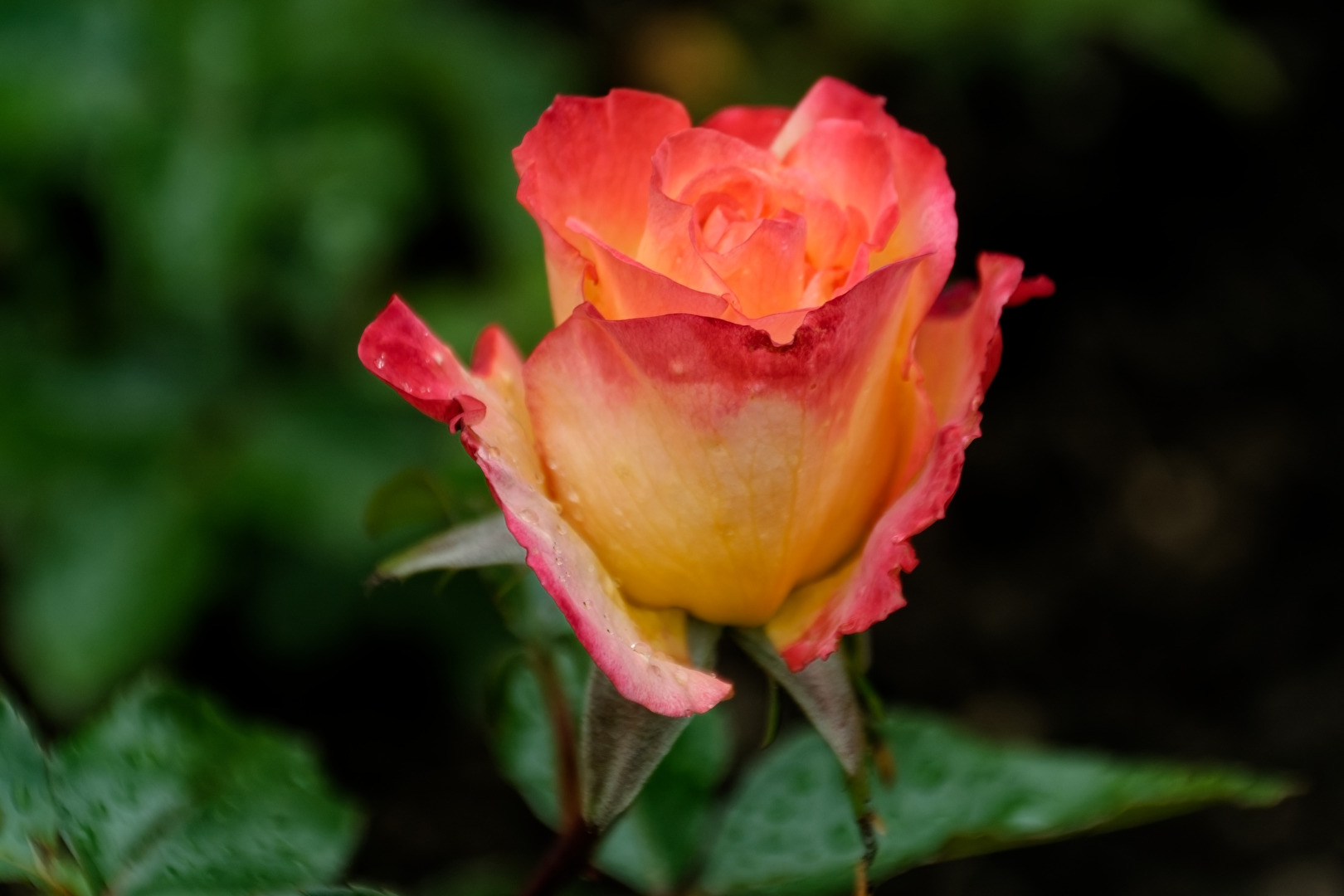Rose