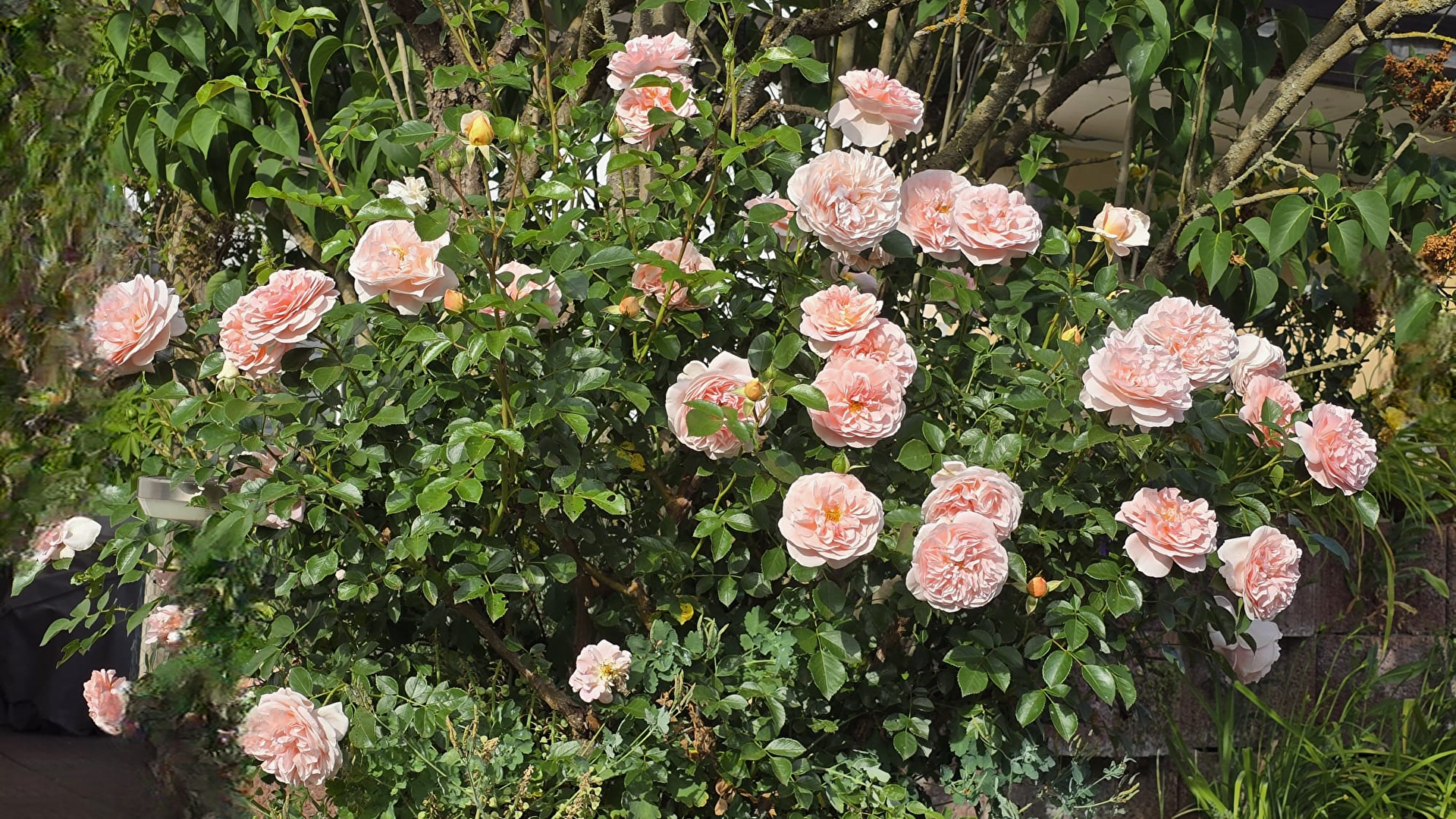 Rosentock komplett