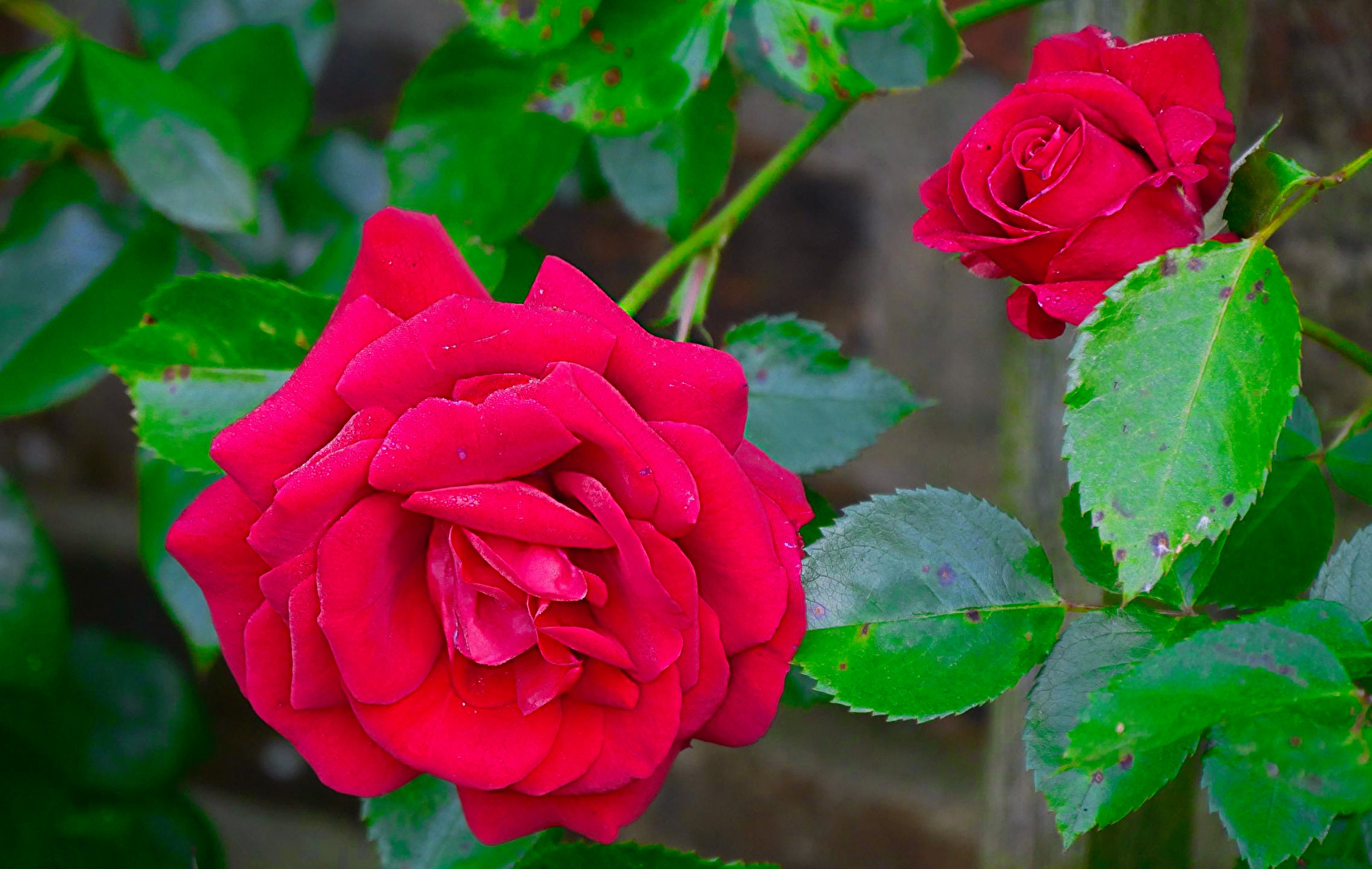 die Rose