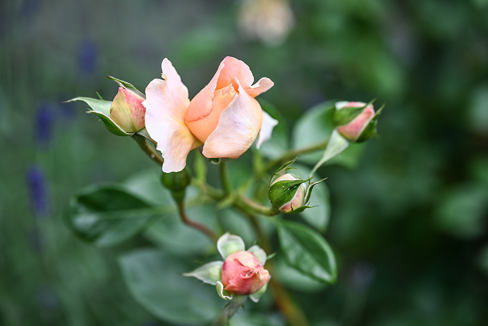Edelrose Capri