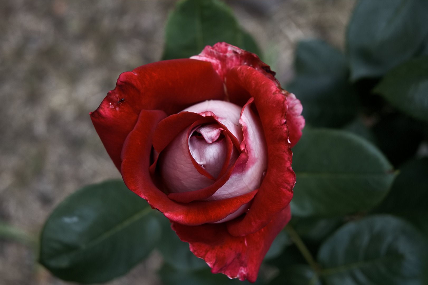 Rose noch nicht in voller Blüte