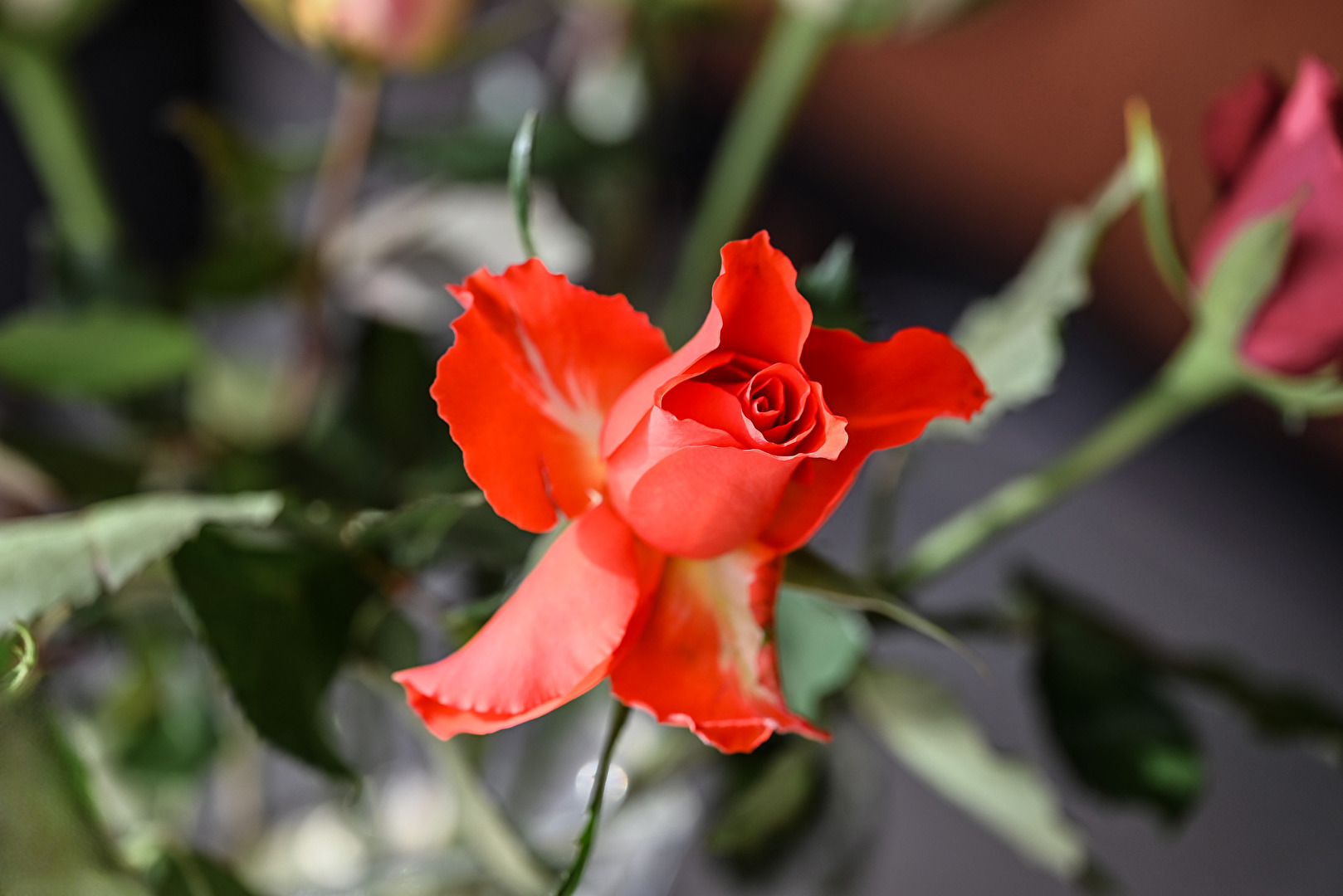 LachsOrange Edelrose