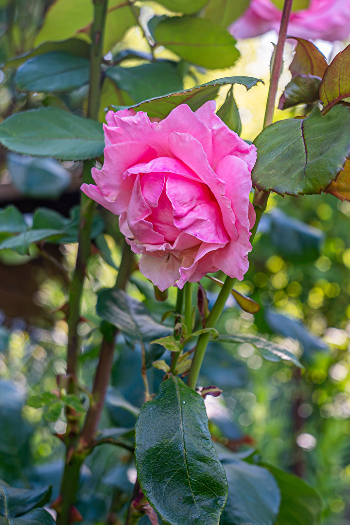 Rosenblüte