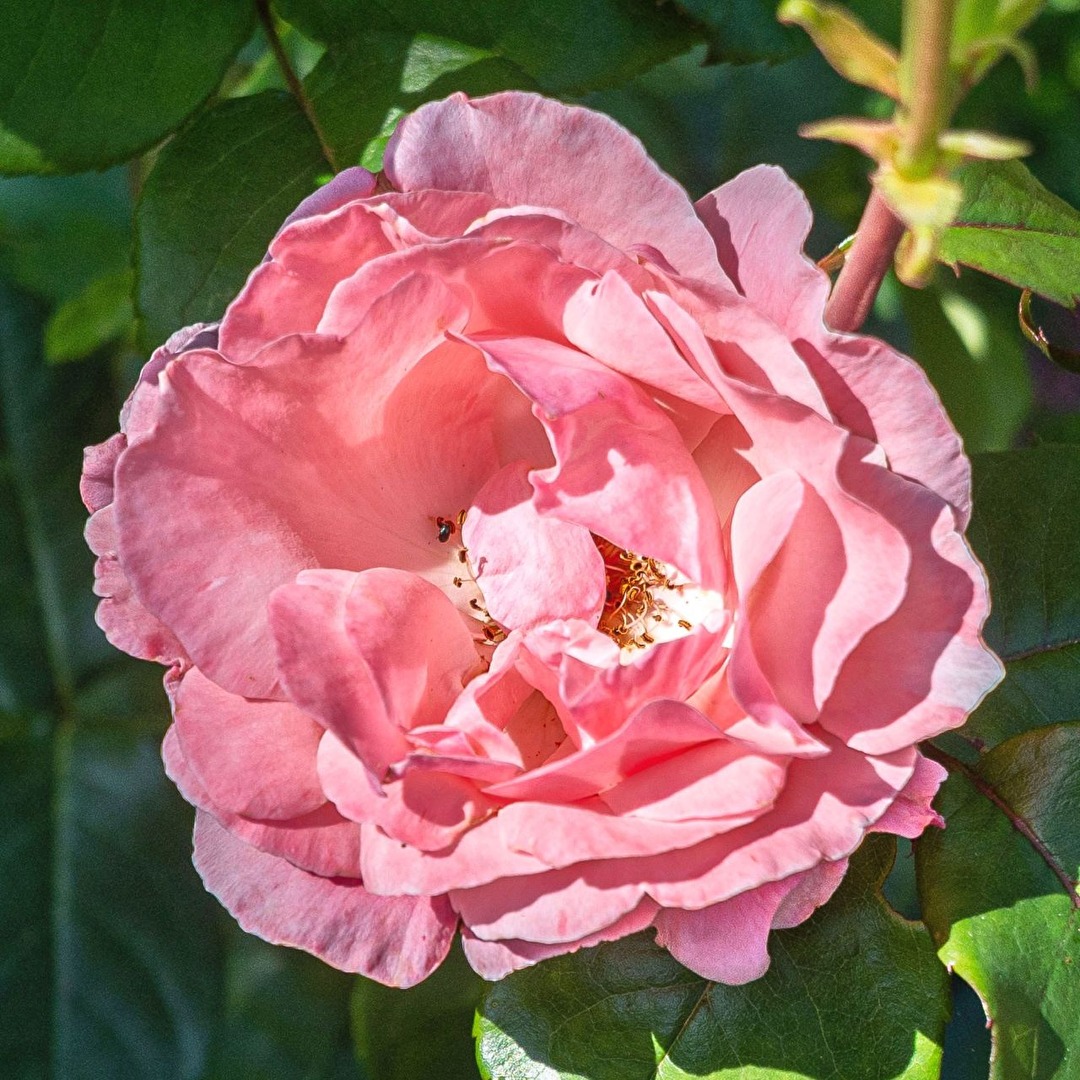 Rose bloom