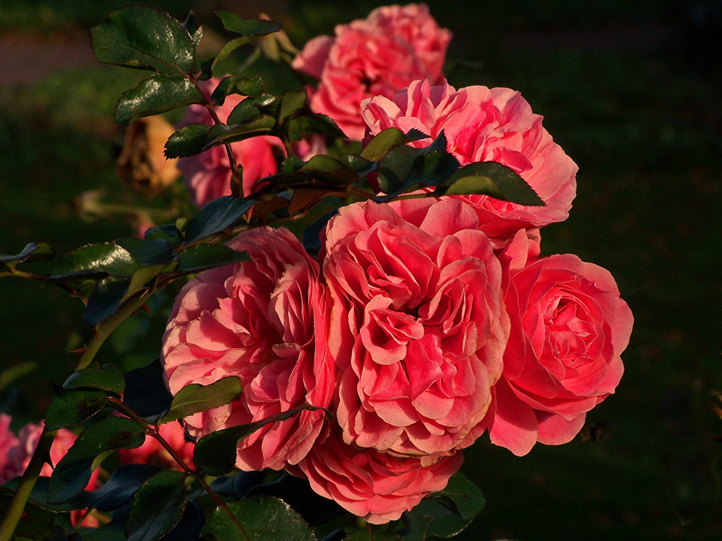 die Farbe Rot