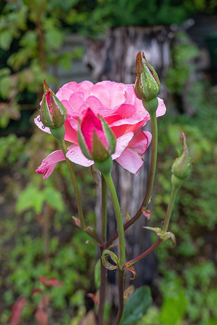 Rose in the rain