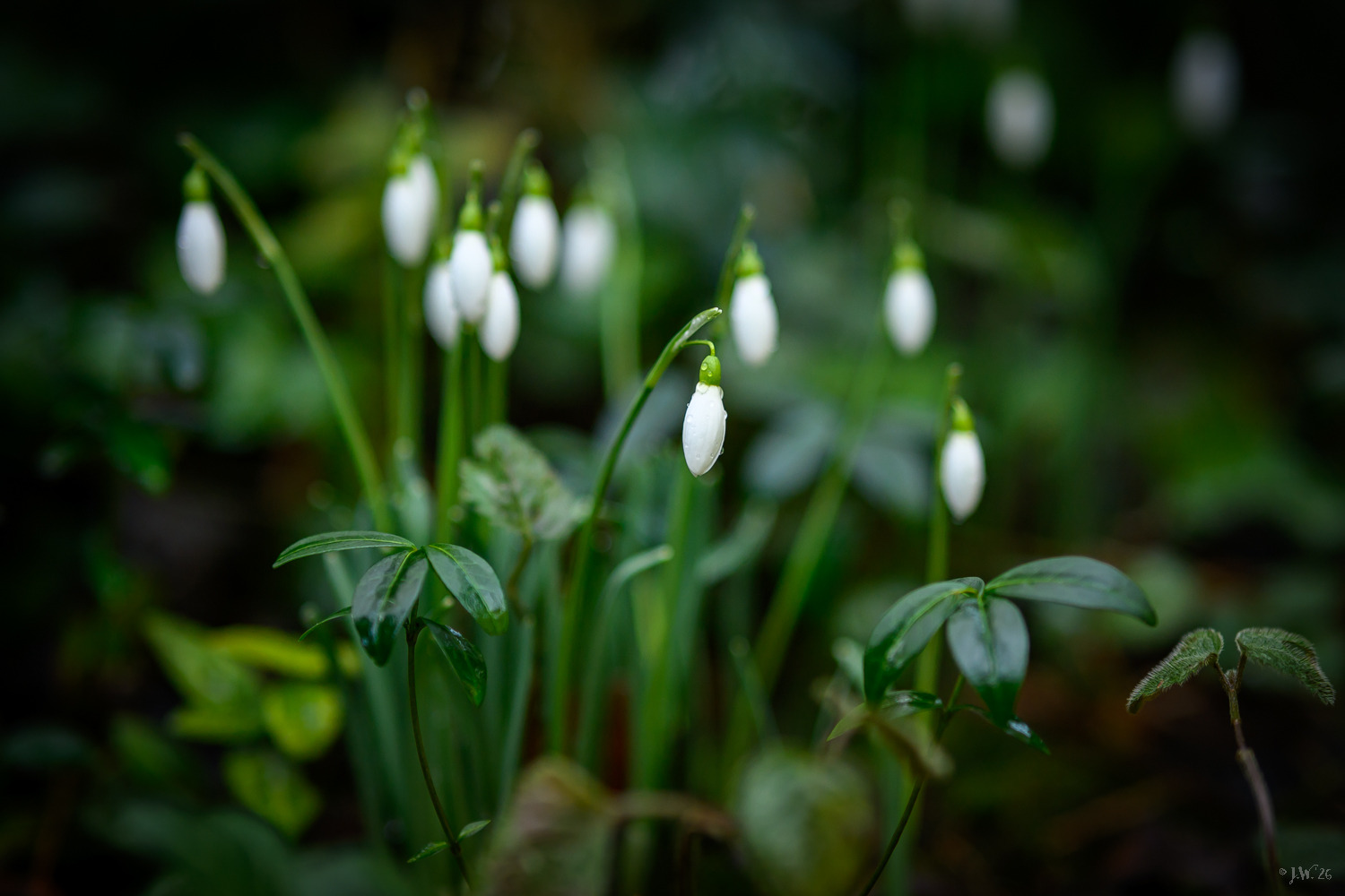 Schneeglöckchen ...