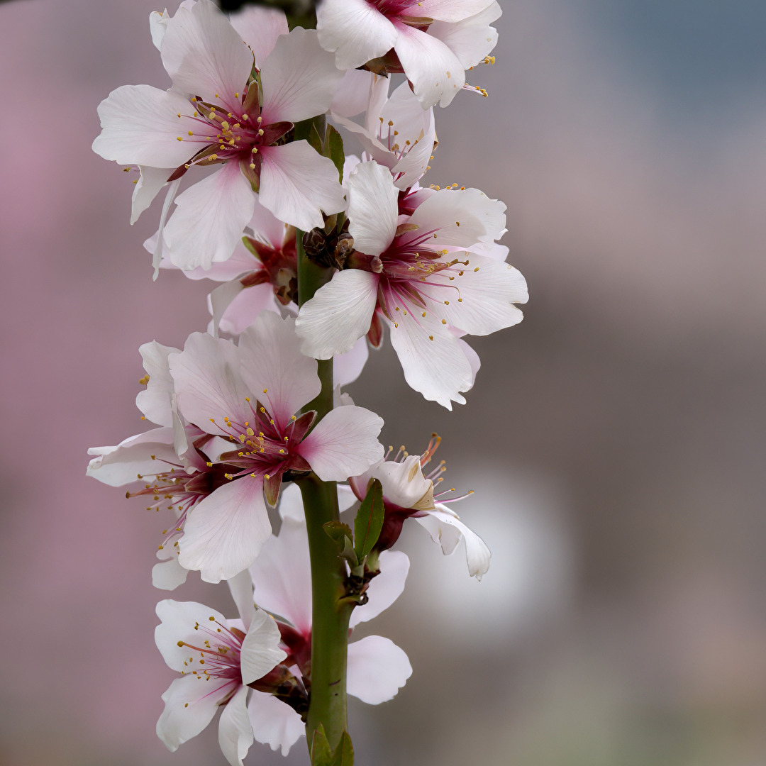 Mandelblüten