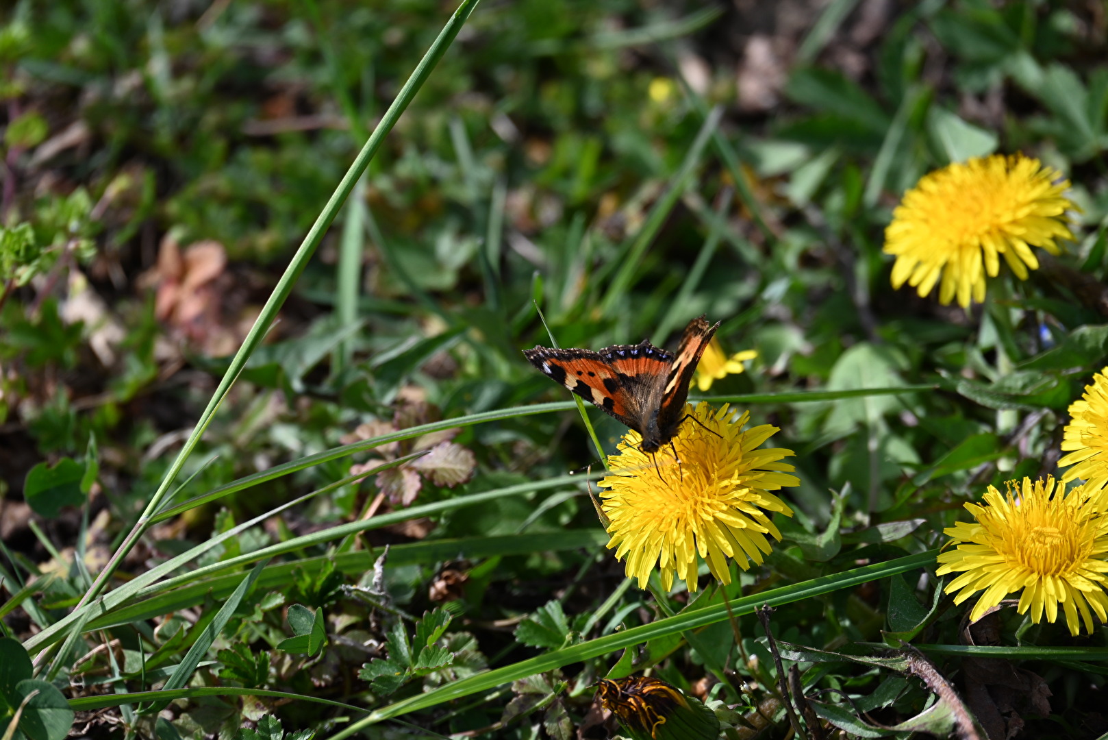 Löwenzahn mit Schmetterling