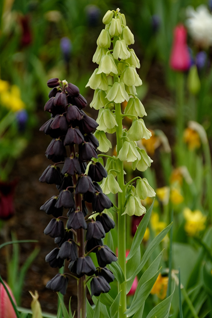 Glockenblume