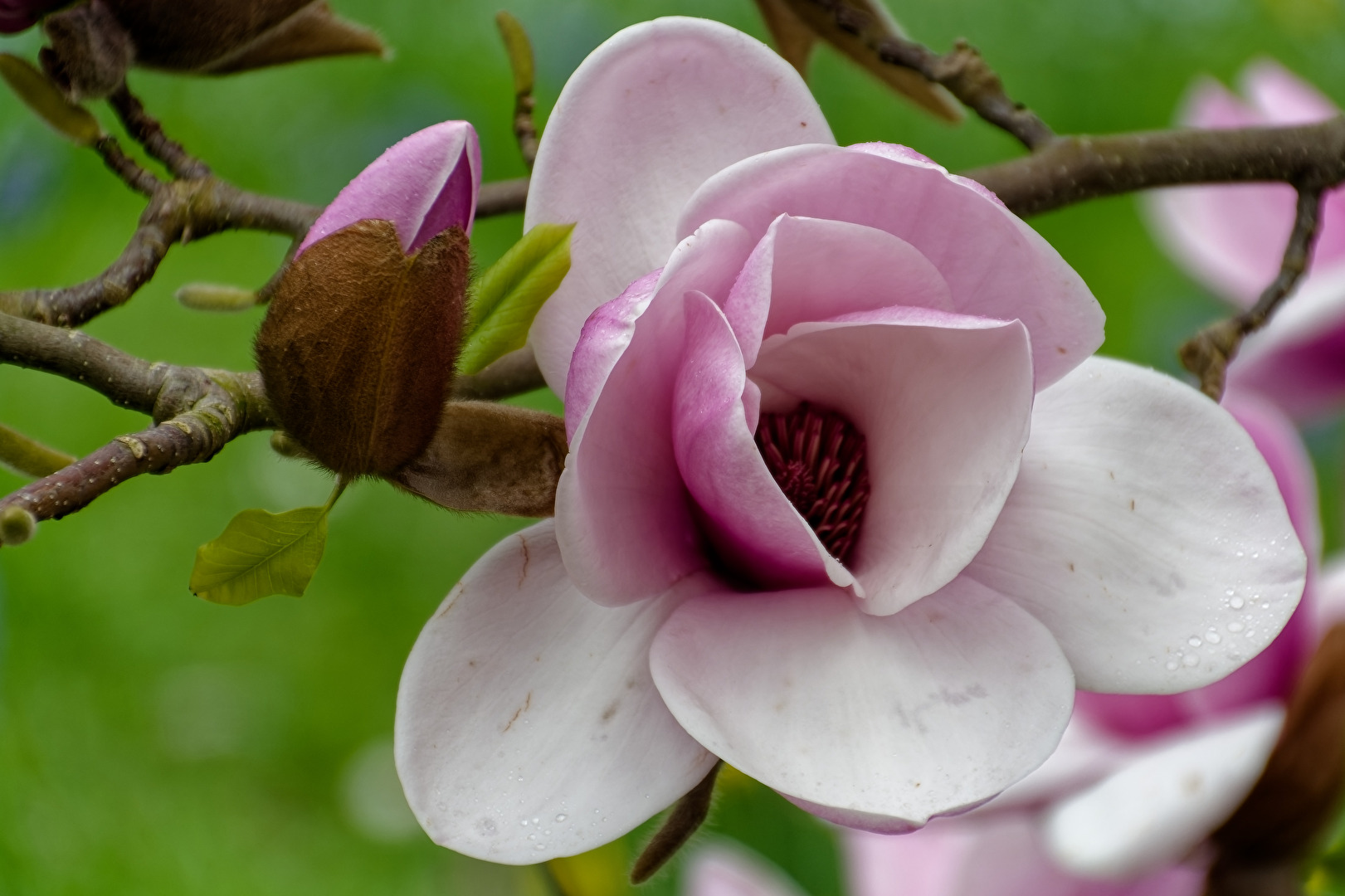 Magnolie