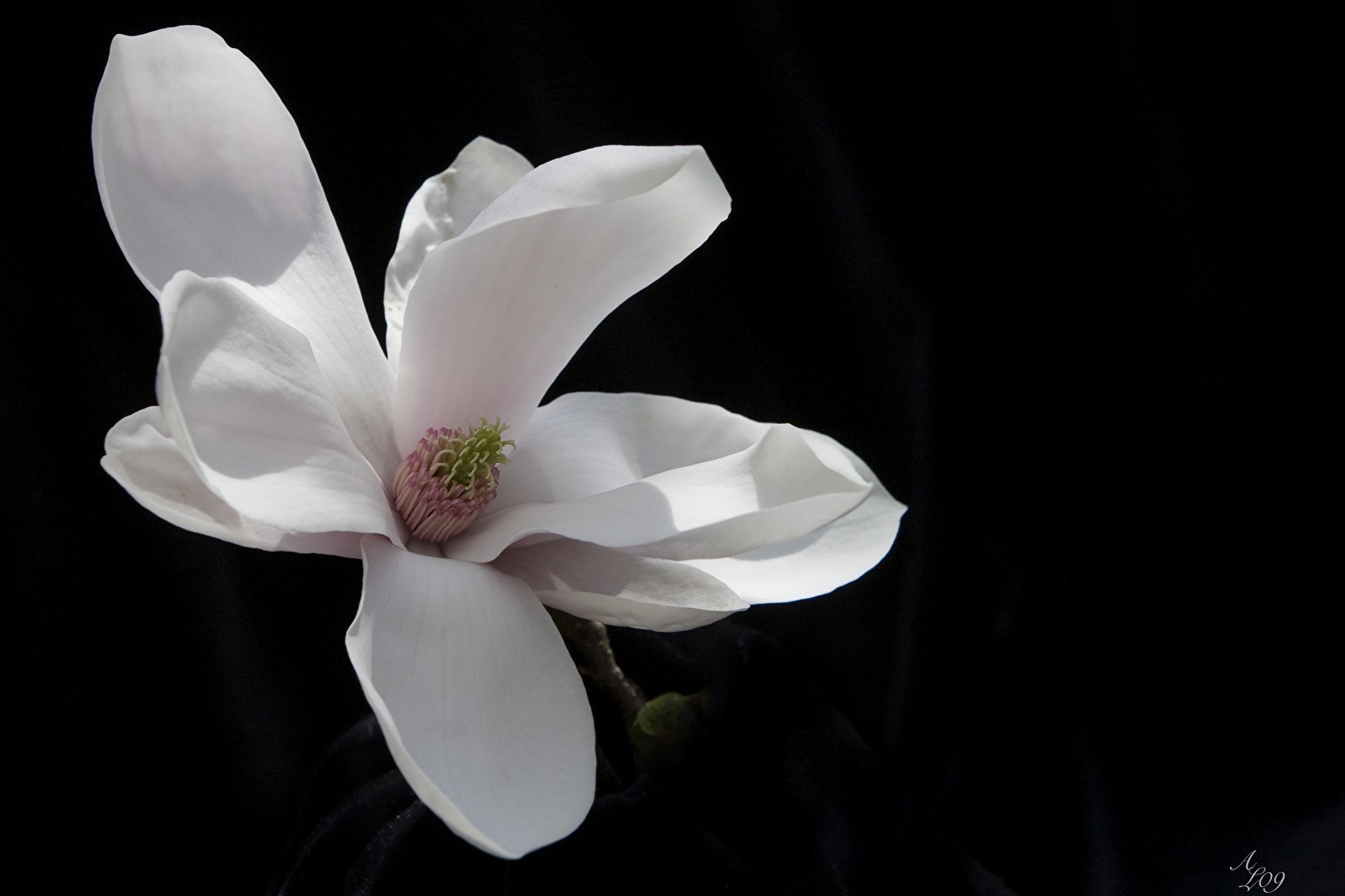 Magnolienblüte
