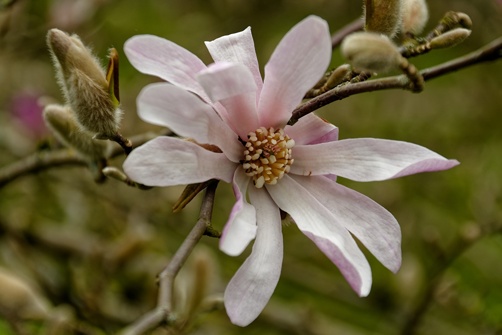 Sternmagnolie