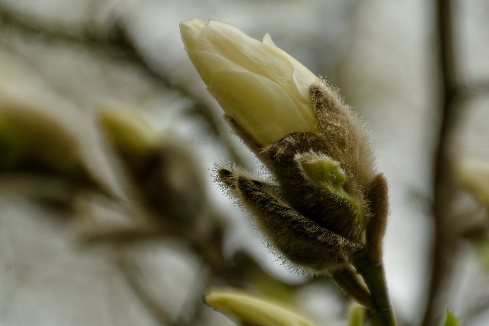 Magnolien