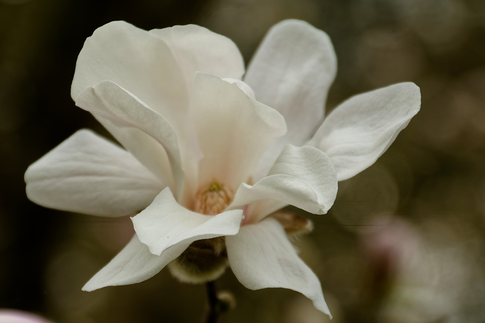 Magnolie