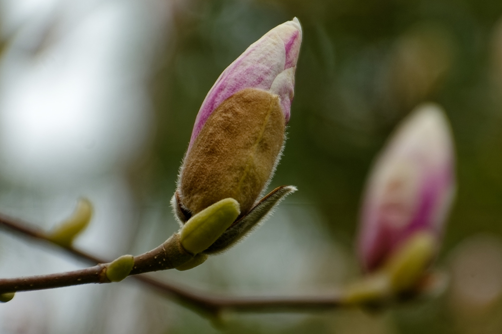 Magnolien