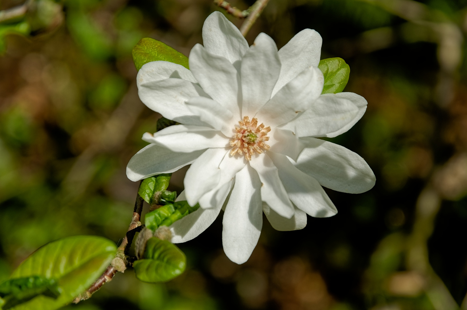 Magnolie