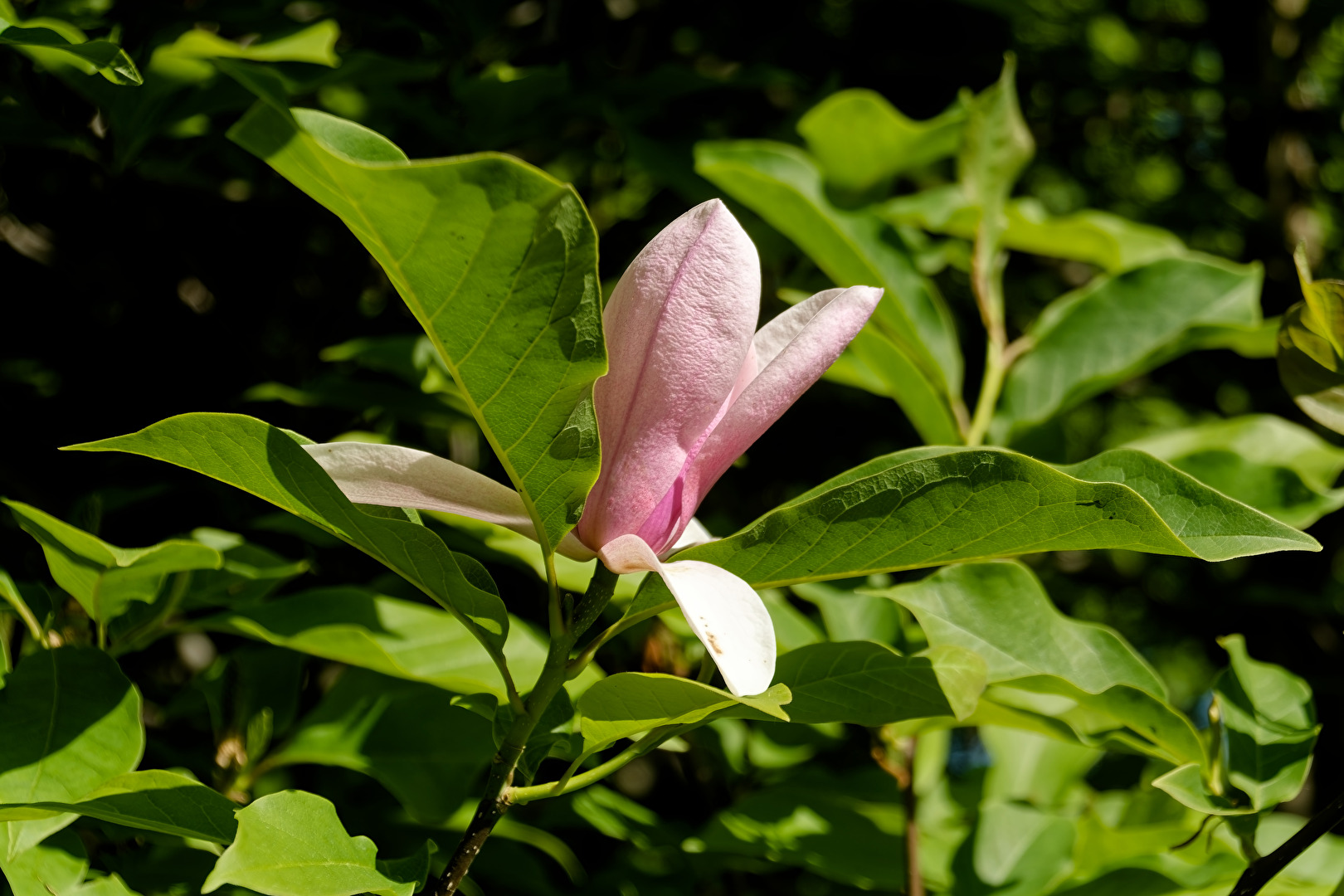 Magnolie