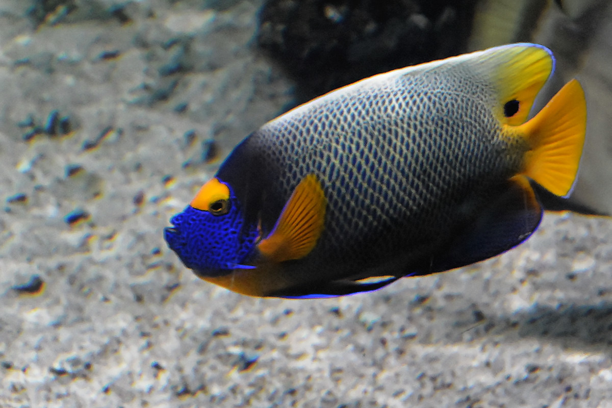 Blaukopf-Kaiserfisch
