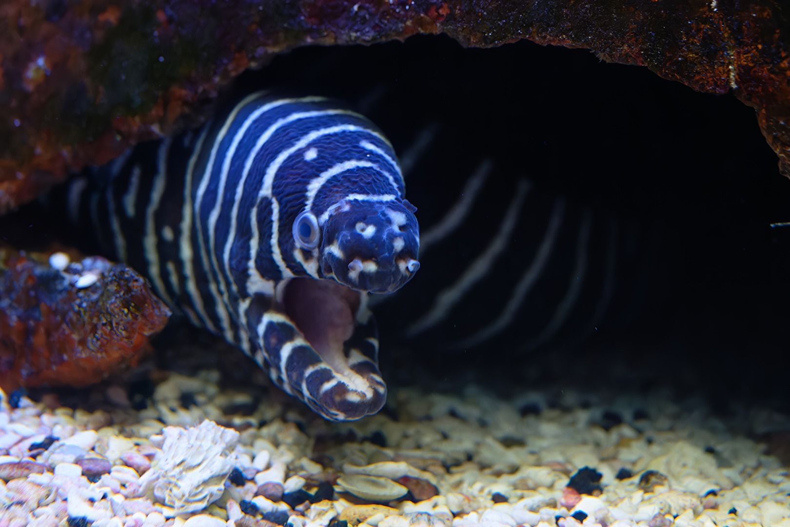 Zebramuräne (Gymnomuraena zebra)