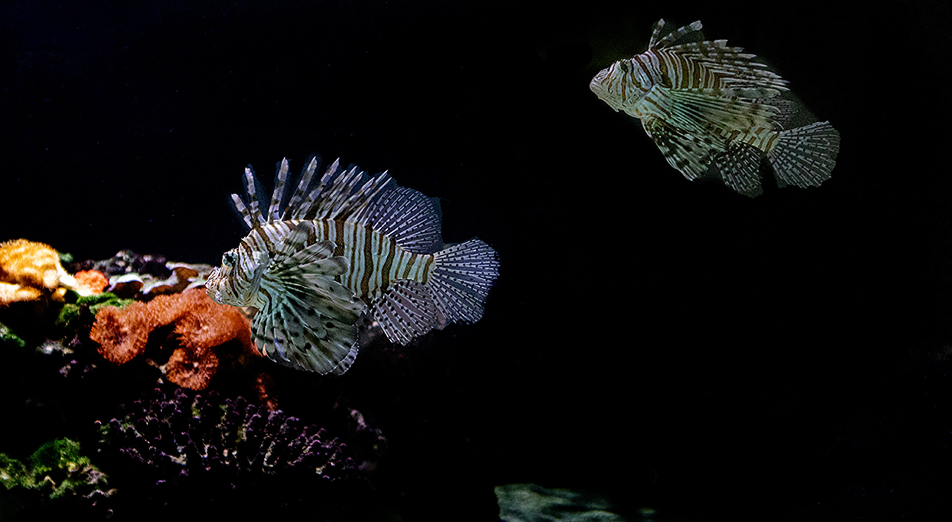 Fisch - Rotfeuerfisch
