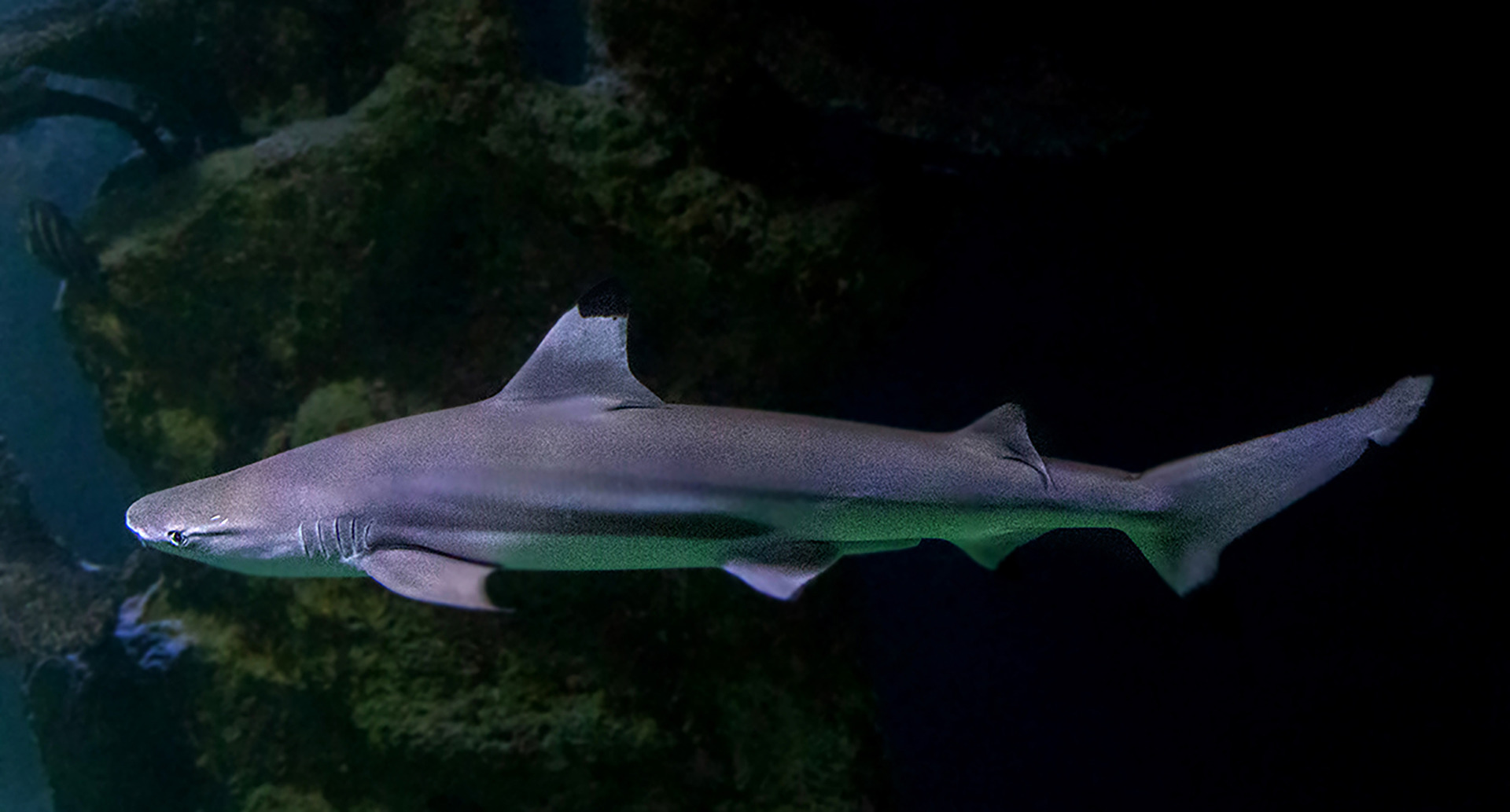 #Fische Schwarzspitzenhai
