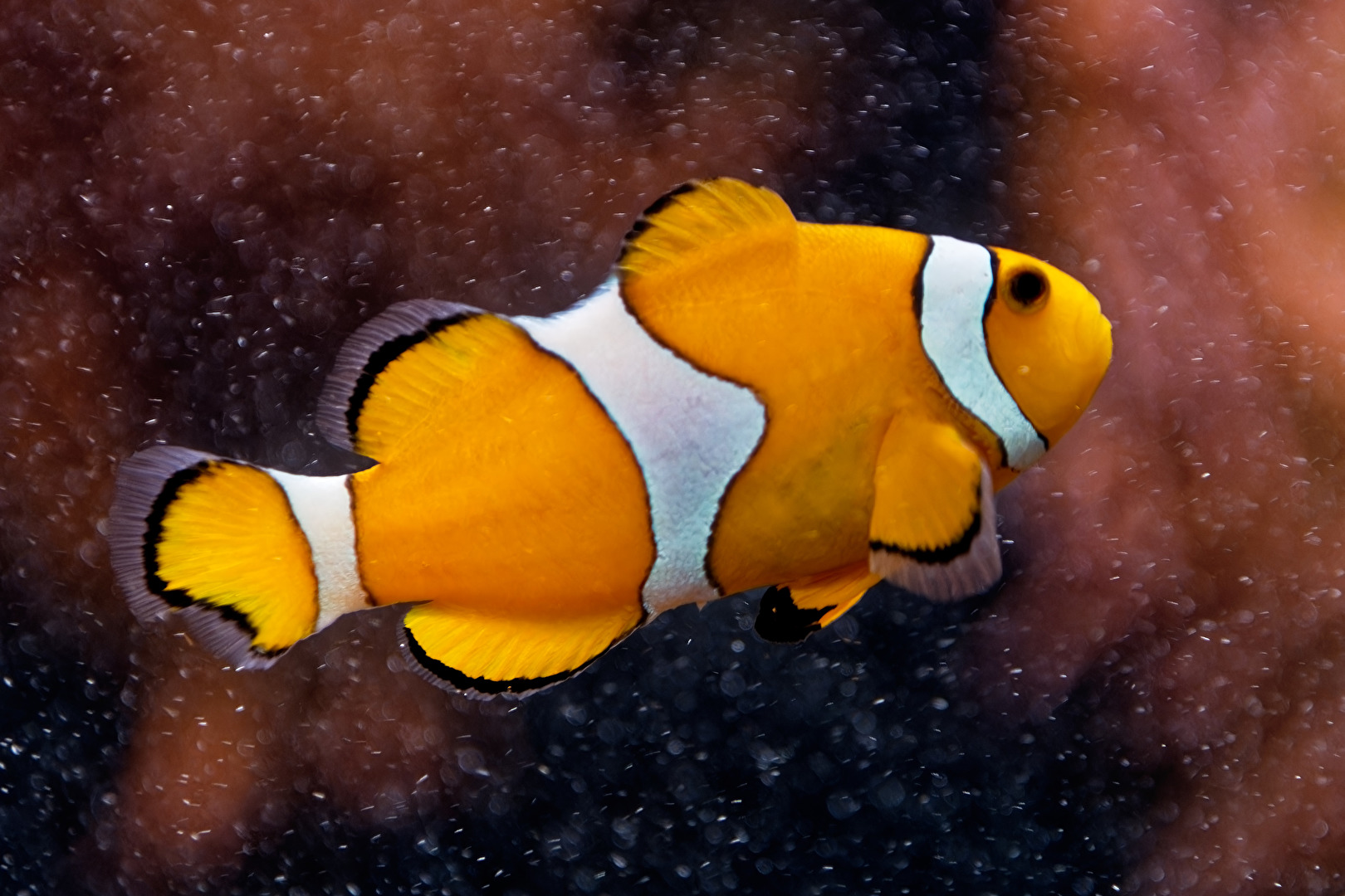 Orangeringelfisch Westlicher Clownfisch