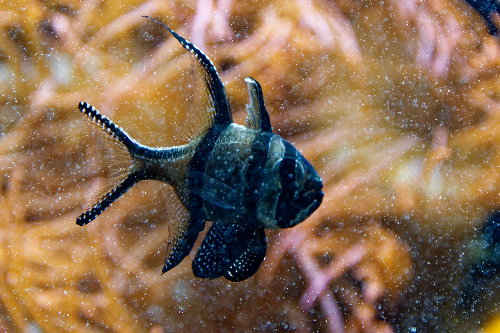 Banggai-Kardinalbarsch