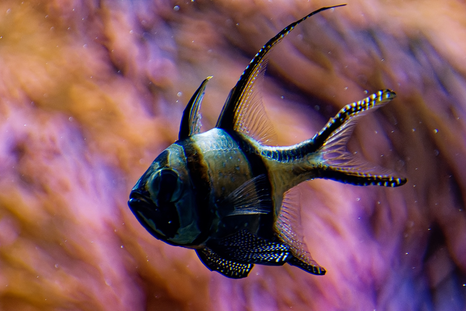 Banggai-Kardinalbarsch