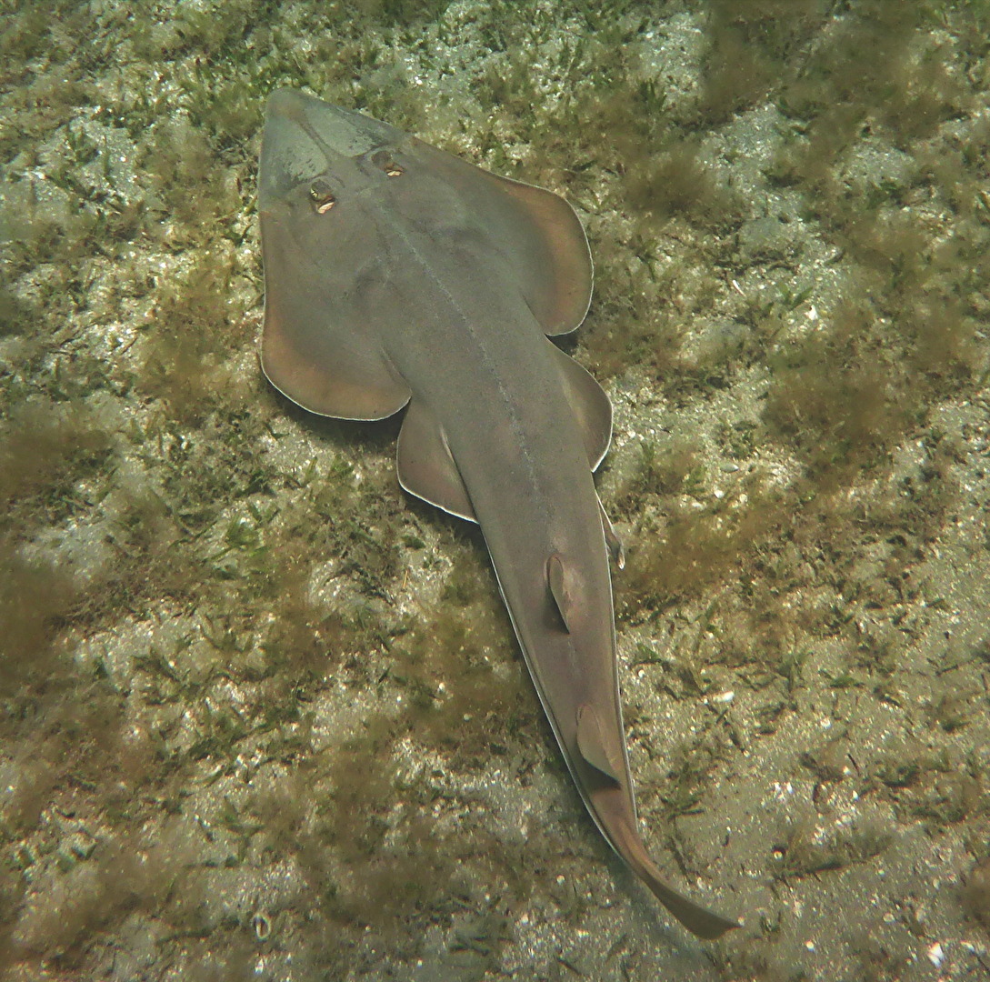 Geigenrochen