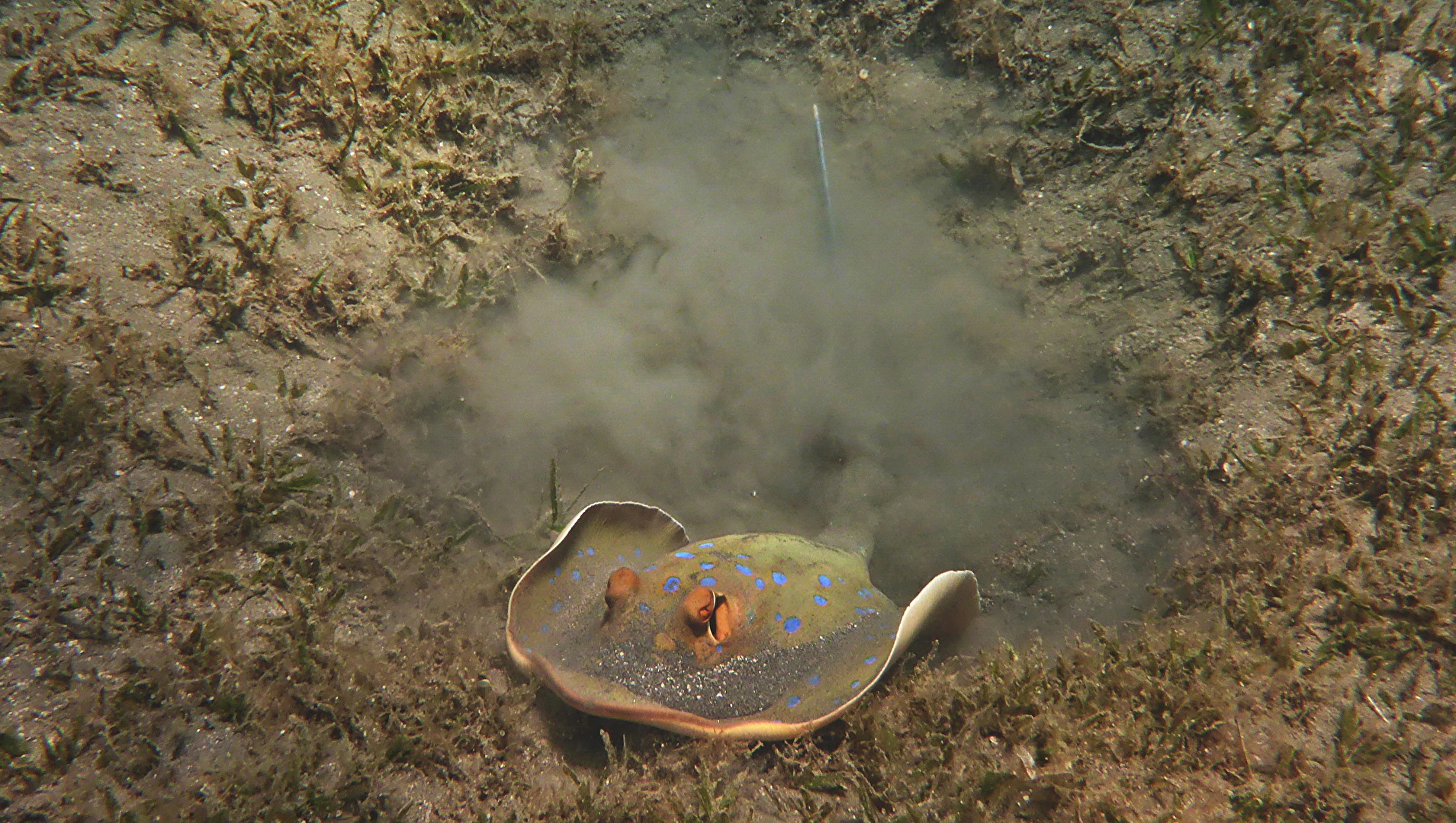 Blaupunkt Stechrochen