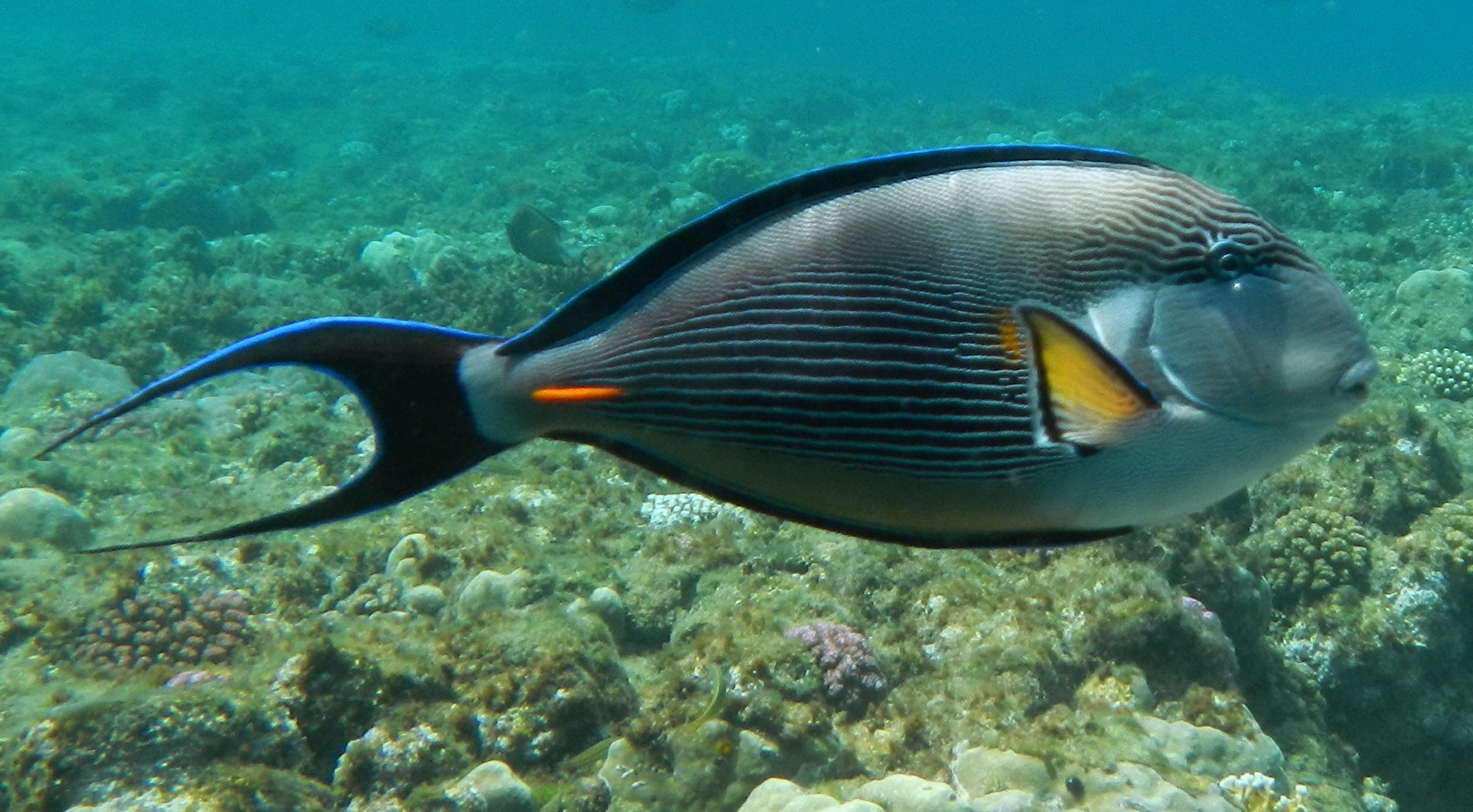 Arabischer Doktorfisch