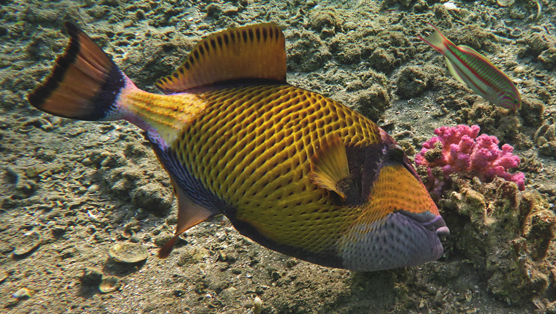 Riesendrückerfisch