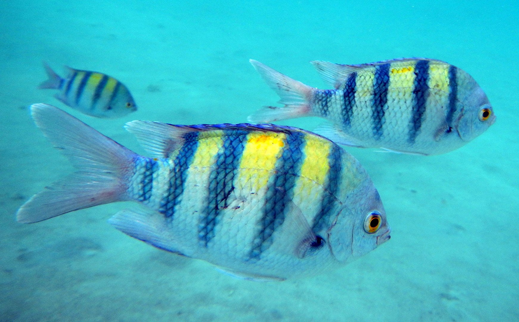 Indopazifik-Sergeant