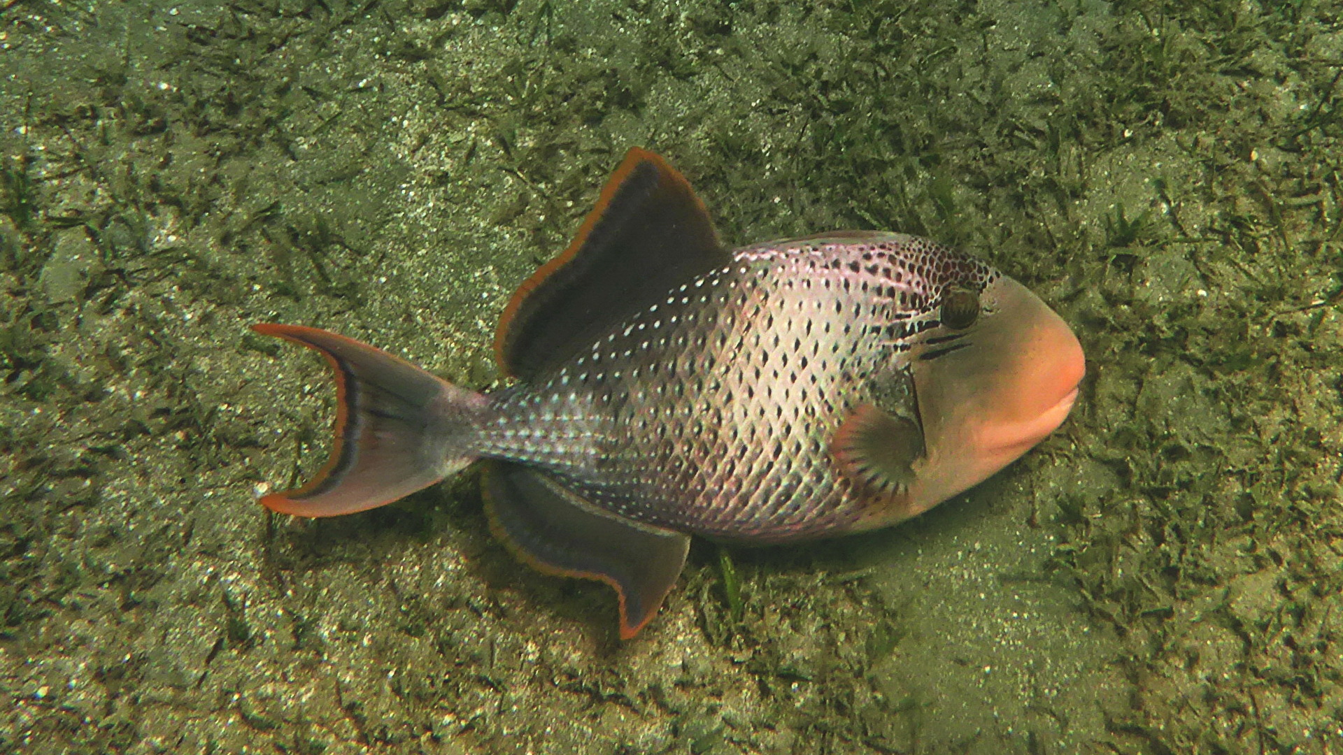 Gelbsaum-Drückerfisch