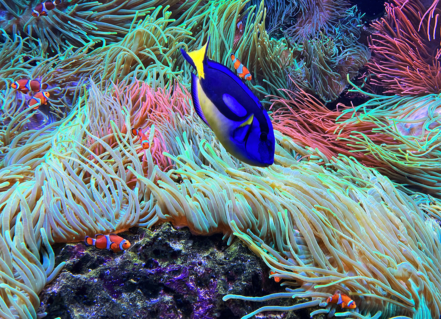 #Fisch