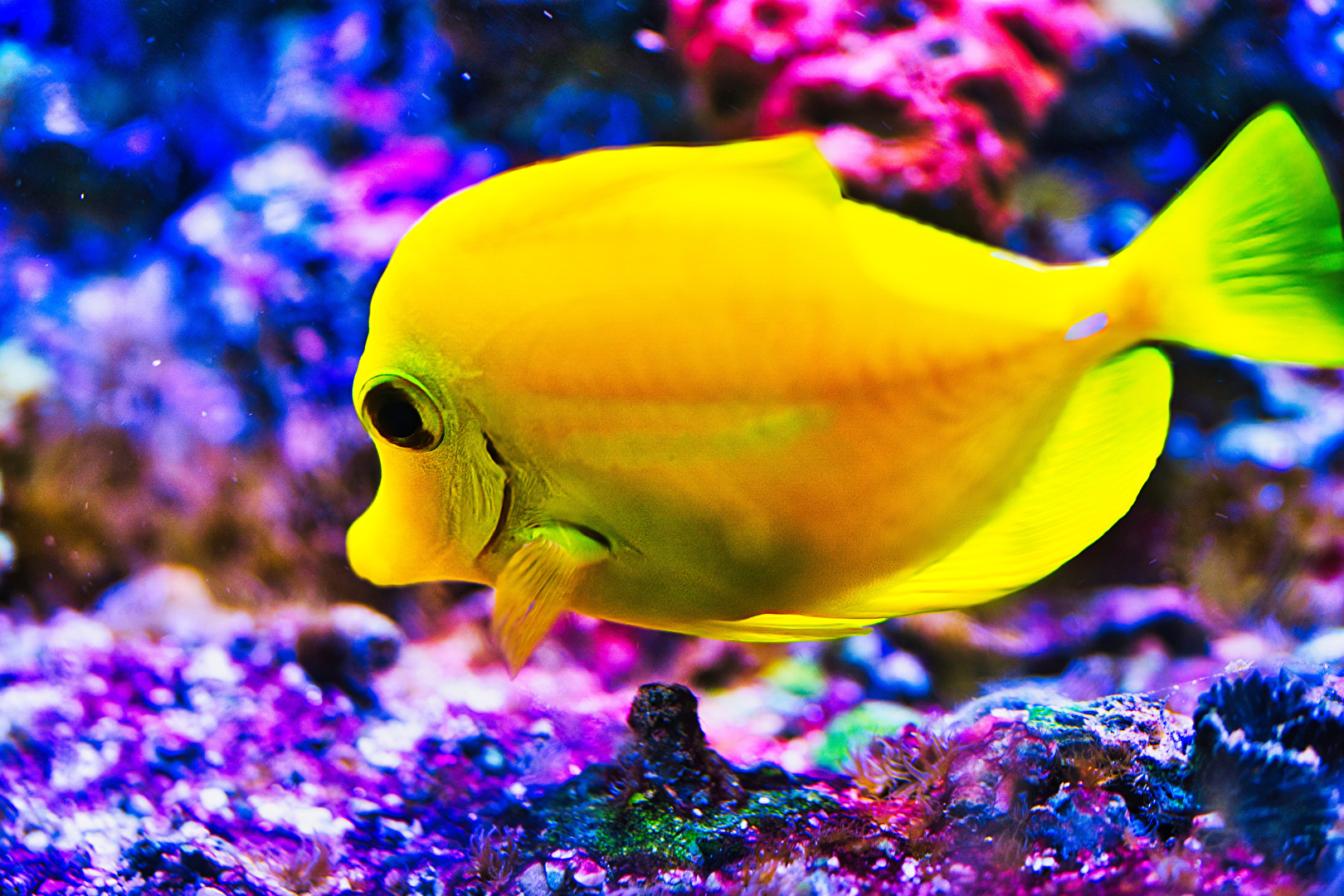 Fische