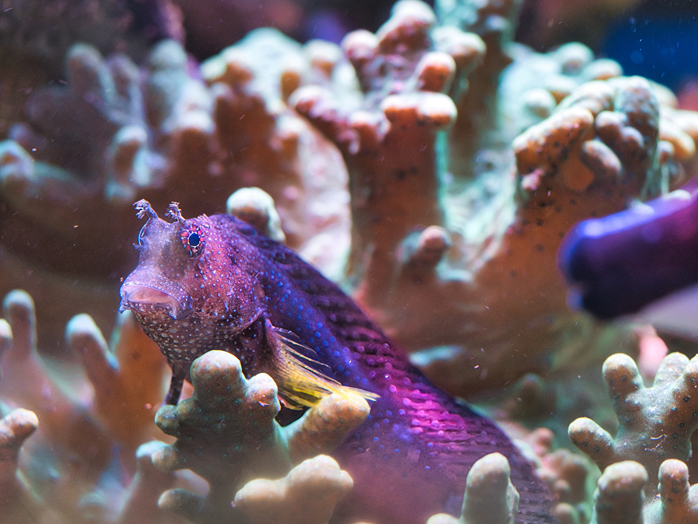 Fische