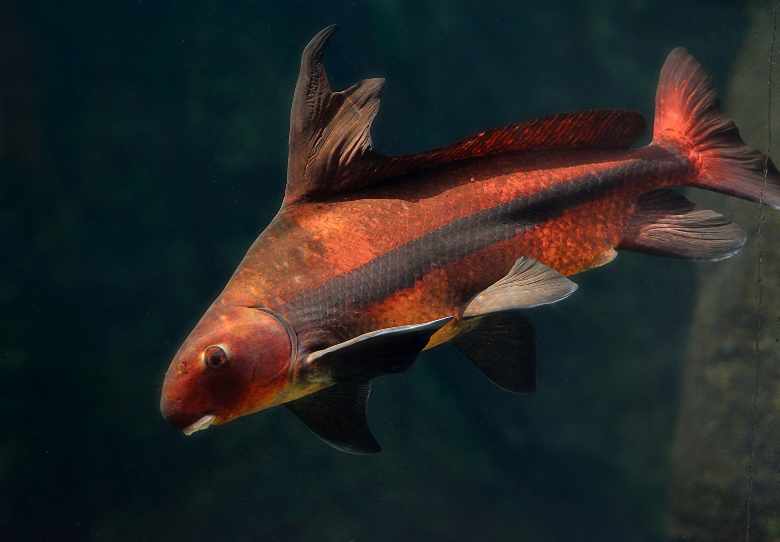 Roter Fisch