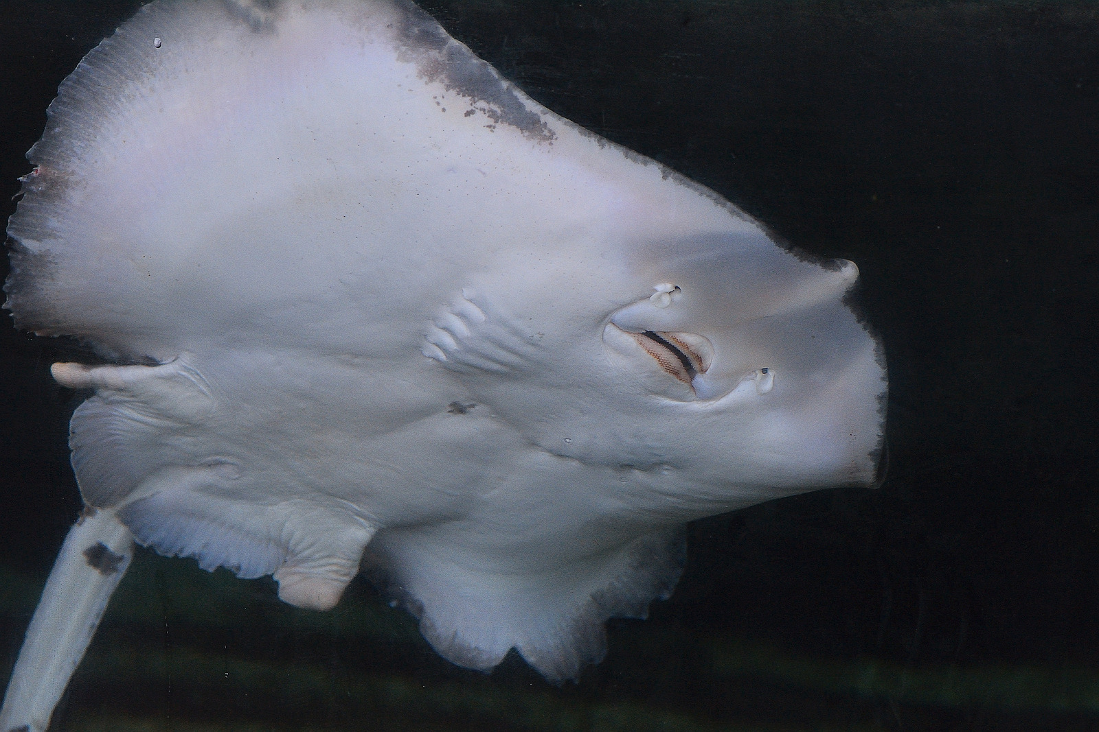 Der Rochen zeigt seine Unterseite