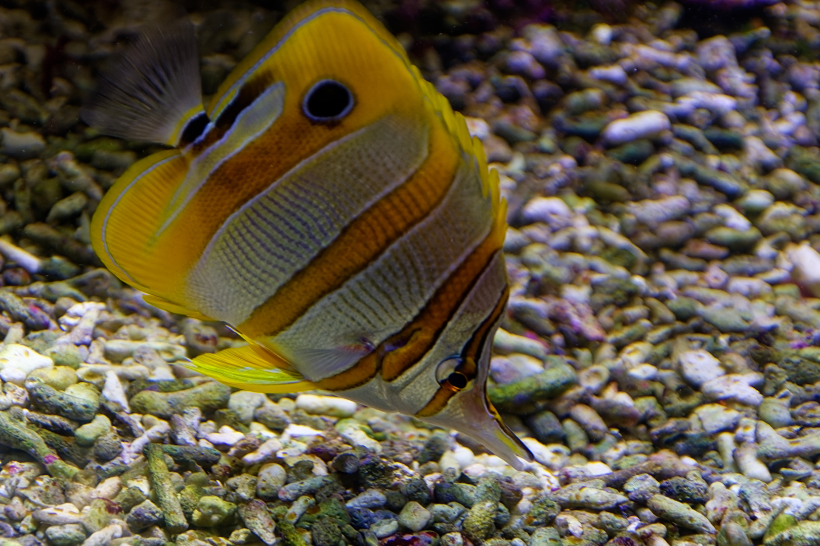 Meerwasserfisch