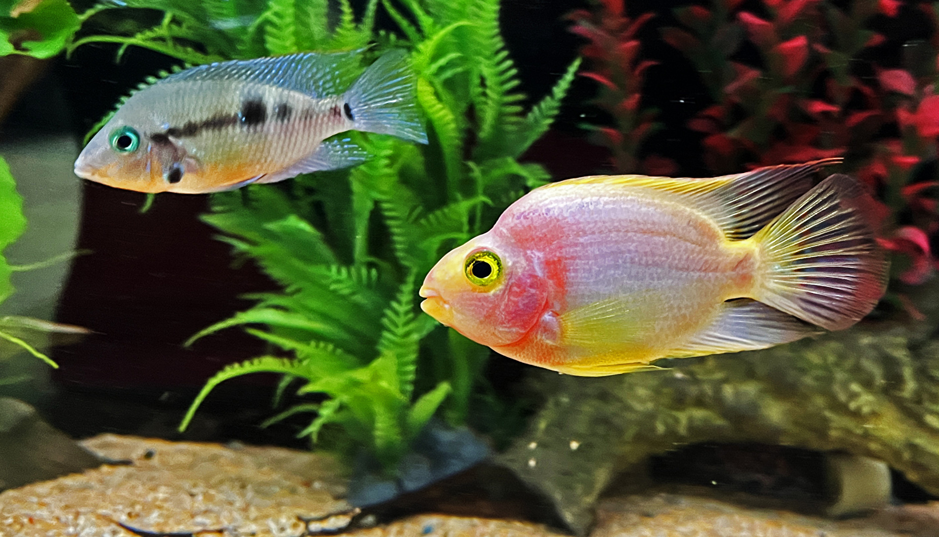 Fisch  /  Buntbarsche im Aquarium