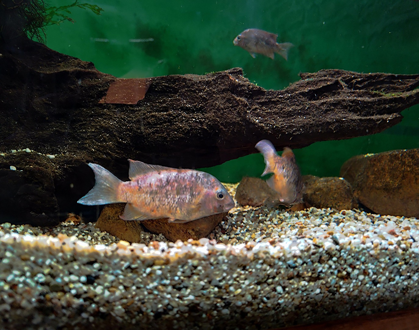 Leben im Aquarium