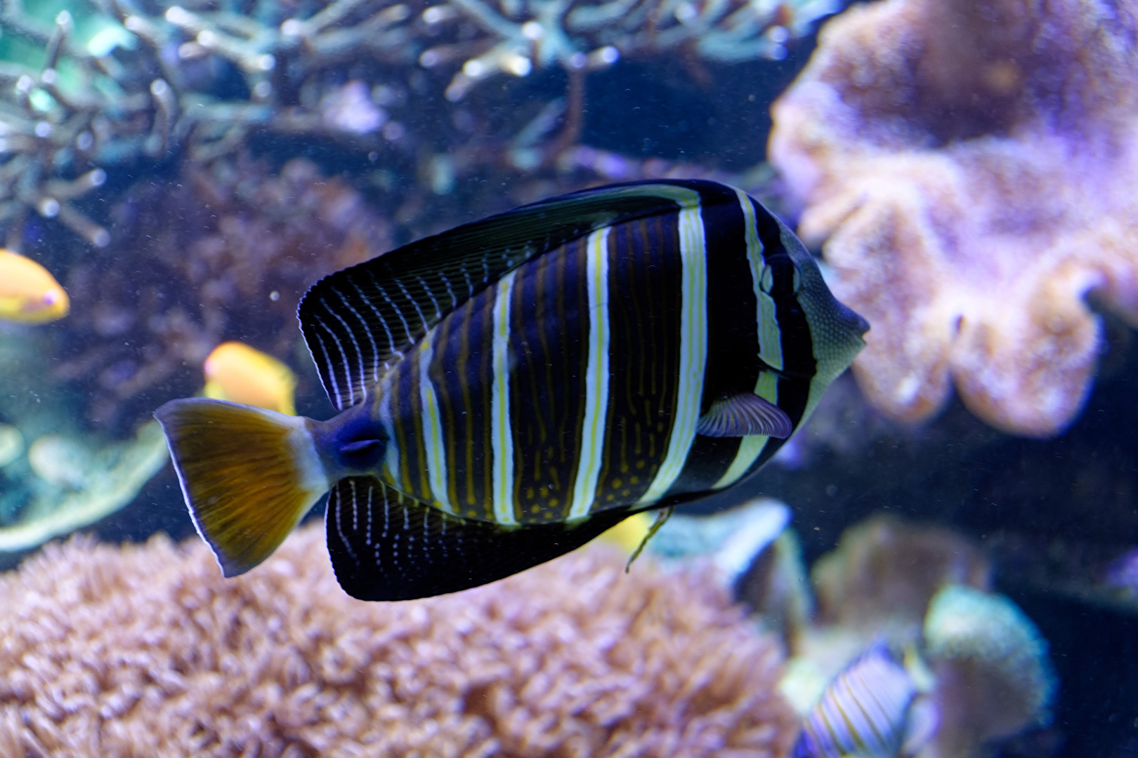 Meerwasserfisch