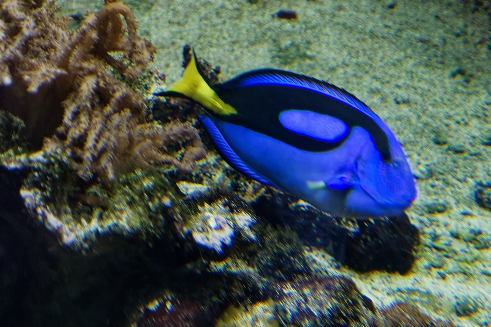 Salzwasseerfisch
