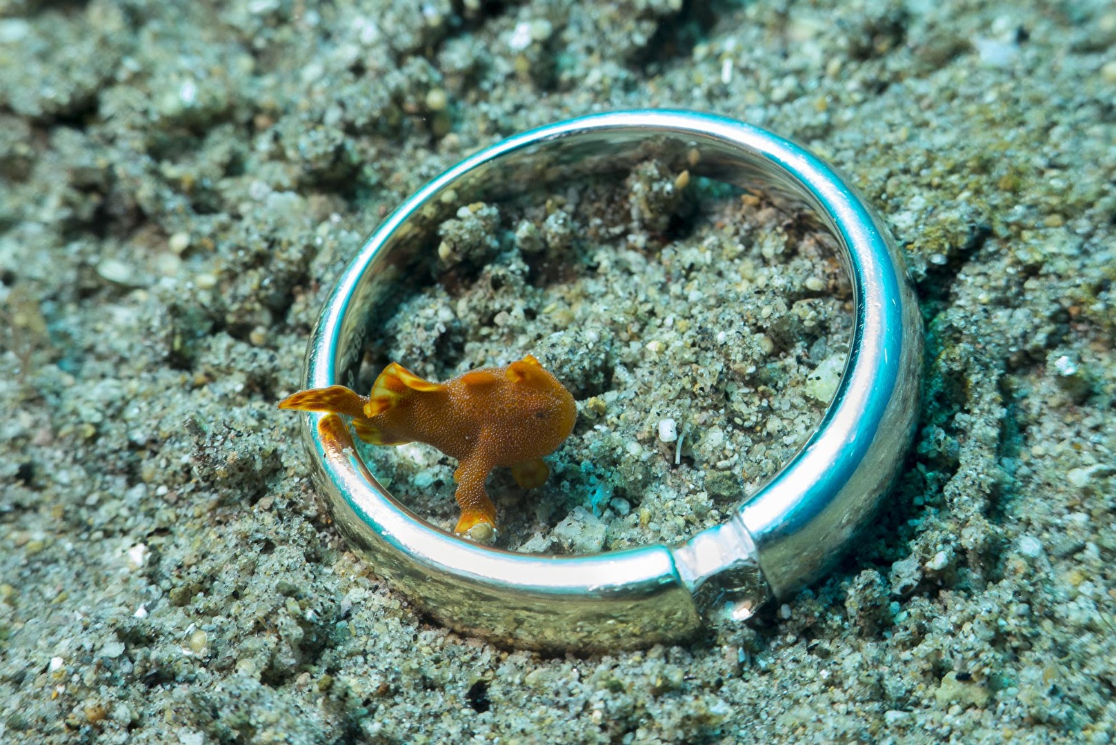 Frogfish - Anglerfisch