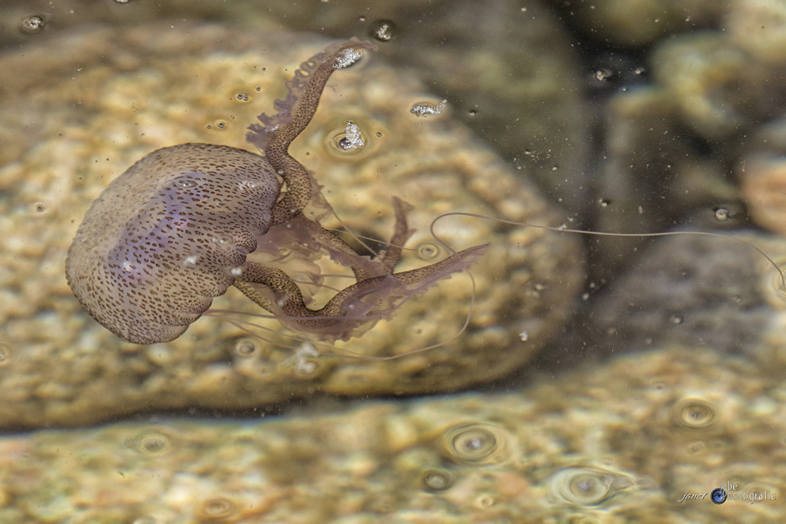 Korallen, Anemonen, Quallen