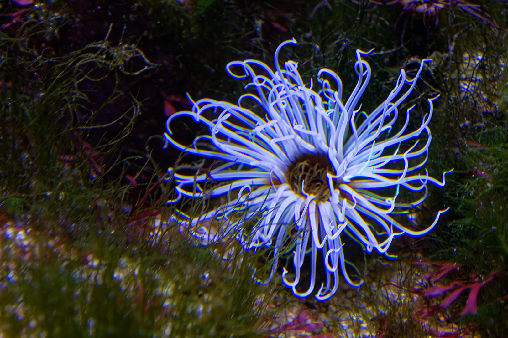 Anemone