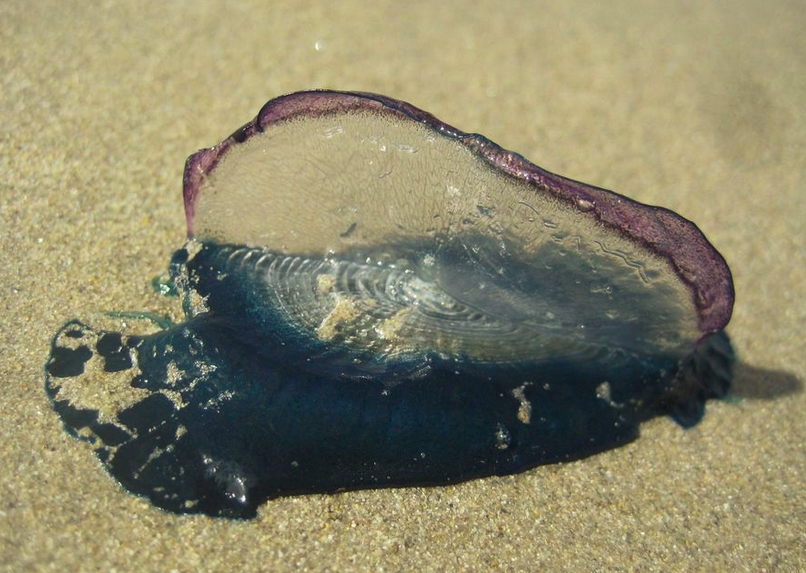Portugiesische Galeere